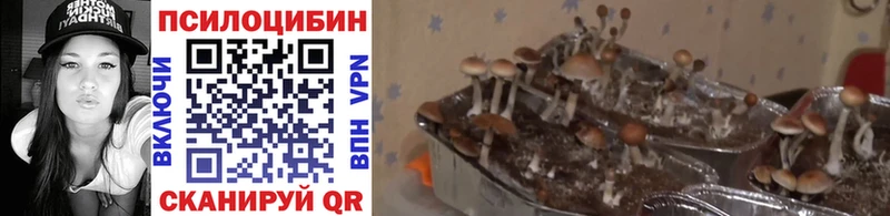 Галлюциногенные грибы Cubensis  Дальнереченск 